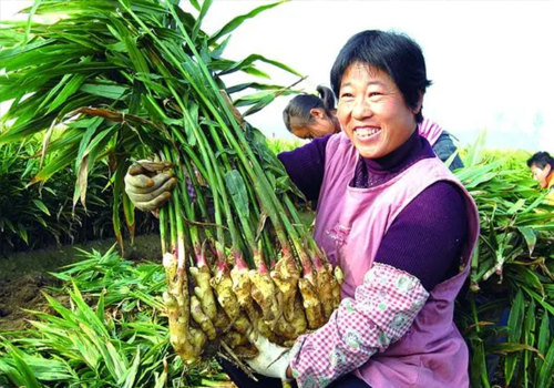 生姜管理施肥方案